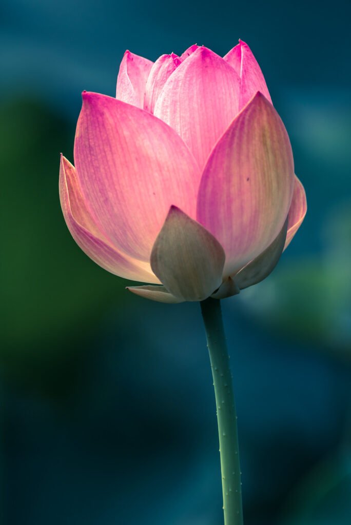 Lotus water lily flower close-up view