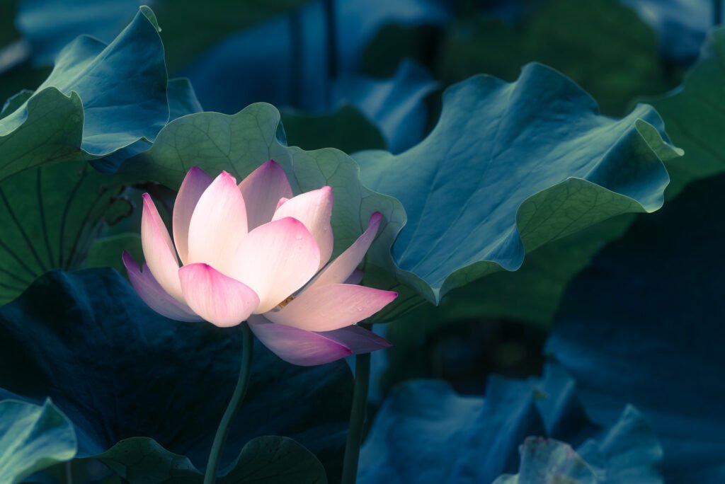 Lotus water lily flower close-up view