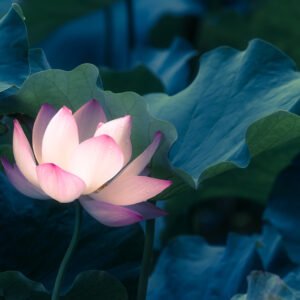 Lotus water lily flower close-up view