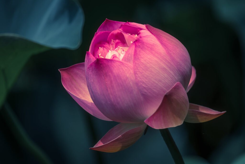 Lotus water lily flower on a pond