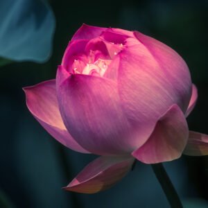 Lotus water lily flower on a pond
