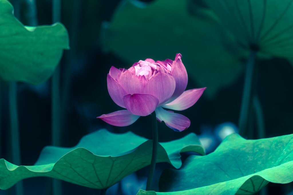 Lotus water lily flower on a pond