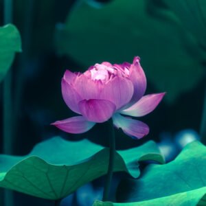 Lotus water lily flower on a pond