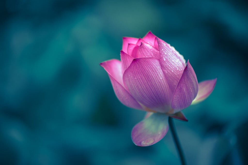 Lotus water lily flower on a pond